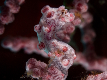 Pygmy Seahorse - Hippocampus bargibanti - Anilao, Philippines