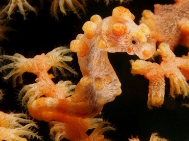 Pygmy Seahorse - Hippocampus bargibanti - Anilao, Philippines