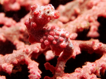 Pygmy Seahorse - Hippocampus bargibanti - Lembeh Strait, Indonesia
