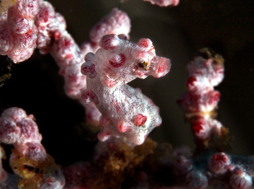 Pygmy Seahorse - Hippocampus bargibanti - Anilao, Philippines