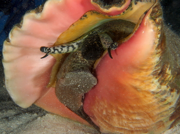Queen Conch - Strombus gigas - Belize
