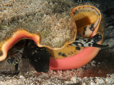 Queen Conch - Strombus gigas - Belize