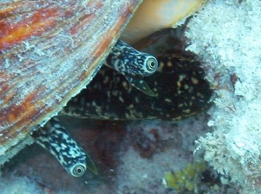 Queen Conch - Strombus gigas - Key West, Florida