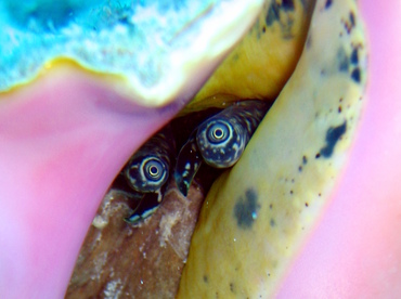 Queen Conch - Strombus gigas - Grand Cayman