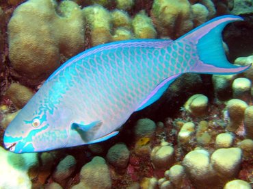 Queen Parrotfish - Scarus vetula - Bonaire Queen Parrotfish - Scarus vetula - Bonaire