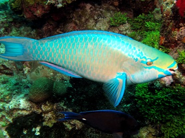 Queen Parrotfish - Scarus vetula - Nassau, Bahamas Queen Parrotfish - Scarus vetula - Nassau, Bahamas