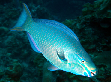 Queen Parrotfish - Scarus vetula - The Exumas, Bahamas Queen Parrotfish - Scarus vetula - The Exumas, Bahamas