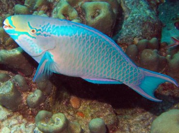 Queen Parrotfish - Scarus vetula - Bonaire Queen Parrotfish - Scarus vetula - Bonaire
