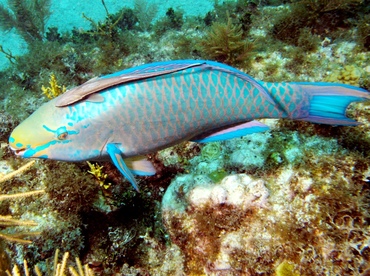 Queen Parrotfish - Scarus vetula - Key Largo, Florida Queen Parrotfish - Scarus vetula - Key Largo, Florida