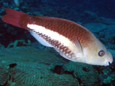 Queen Parrotfish - Scarus vetula - Roatan, Honduras Queen Parrotfish - Scarus vetula - Roatan, Honduras