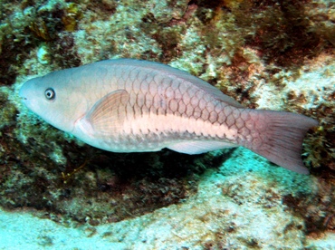 Queen Parrotfish - Scarus vetula - Key Largo, Florida Queen Parrotfish - Scarus vetula - Key Largo, Florida