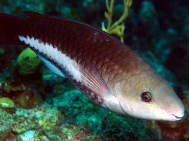 Queen Parrotfish - Scarus vetula - Grand Cayman Queen Parrotfish - Scarus vetula - Grand Cayman