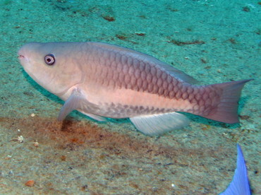 Queen Parrotfish - Scarus vetula - Nassau, Bahamas Queen Parrotfish - Scarus vetula - Nassau, Bahamas