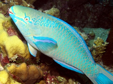 Queen Parrotfish - Scarus vetula - Bonaire Queen Parrotfish - Scarus vetula - Bonaire