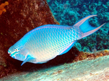 Queen Parrotfish - Scarus vetula - Grand Cayman Queen Parrotfish - Scarus vetula - Grand Cayman