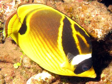 Raccoon Butterflyfish - Chaetodon lunula - Big Island, Hawaii Raccoon Butterflyfish - Chaetodon lunula - Big Island, Hawaii