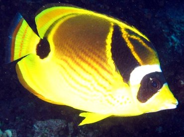 Raccoon Butterflyfish - Chaetodon lunula - Big Island, Hawaii Raccoon Butterflyfish - Chaetodon lunula - Big Island, Hawaii