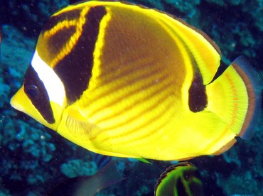 Raccoon Butterflyfish - Chaetodon lunula - Lanai, Hawaii Raccoon Butterflyfish - Chaetodon lunula - Lanai, Hawaii