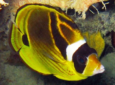 Raccoon Butterflyfish - Chaetodon lunula - Palau Raccoon Butterflyfish - Chaetodon lunula - Palau