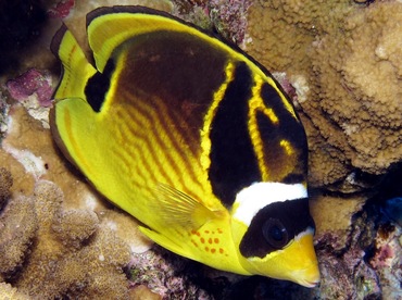 Raccoon Butterflyfish - Chaetodon lunula - Maui, Hawaii Raccoon Butterflyfish - Chaetodon lunula - Maui, Hawaii