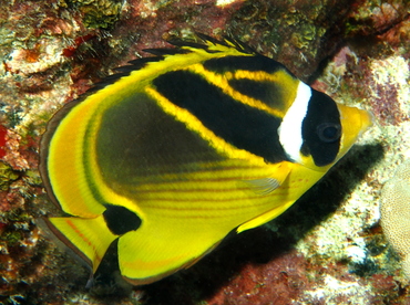 Raccoon Butterflyfish - Chaetodon lunula - Big Island, Hawaii Raccoon Butterflyfish - Chaetodon lunula - Big Island, Hawaii