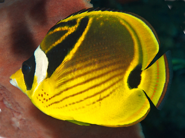 Raccoon Butterflyfish - Chaetodon lunula - Wakatobi, Indonesia Raccoon Butterflyfish - Chaetodon lunula - Wakatobi, Indonesia