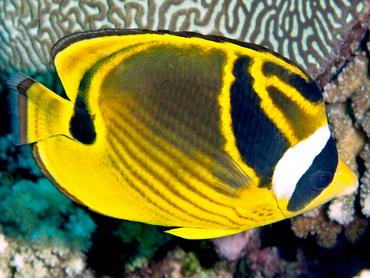 Raccoon Butterflyfish - Chaetodon lunula - Great Barrier Reef, Australia Raccoon Butterflyfish - Chaetodon lunula - Great Barrier Reef, Australia