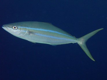 Rainbow Runner - Elagatis bipinnulata - Nassau, Bahamas Rainbow Runner - Elagatis bipinnulata - Nassau, Bahamas