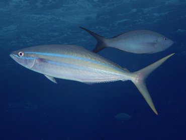 Rainbow Runner - Elagatis bipinnulata - Nassau, Bahamas Rainbow Runner - Elagatis bipinnulata - Nassau, Bahamas