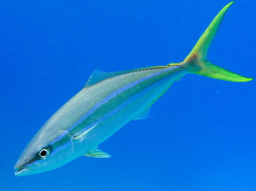 Rainbow Runner - Elagatis bipinnulata - Nassau, Bahamas Rainbow Runner - Elagatis bipinnulata - Nassau, Bahamas