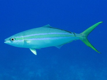 Rainbow Runner - Elagatis bipinnulata - Nassau, Bahamas Rainbow Runner - Elagatis bipinnulata - Nassau, Bahamas