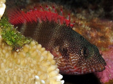 Redbarred Hawkfish - Cirrhitops fasciatus - Maui, Hawaii
