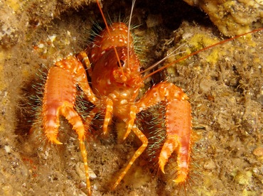 Red Reef Lobster - Enoplometopus occidentalis - Maui, Hawaii Red Reef Lobster - Enoplometopus occidentalis - Maui, Hawaii