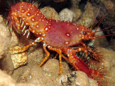 Red Reef Lobster - Enoplometopus occidentalis - Lanai, Hawaii Red Reef Lobster - Enoplometopus occidentalis - Lanai, Hawaii