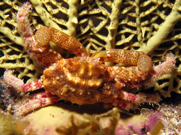Red-Ridged Clinging Crab - Mithraculus forceps - Grand Cayman Red-Ridged Clinging Crab - Mithraculus forceps - Grand Cayman
