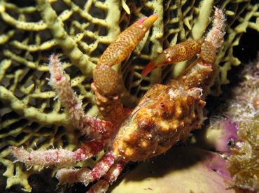 Red-Ridged Clinging Crab - Mithraculus forceps - Grand Cayman Red-Ridged Clinging Crab - Mithraculus forceps - Grand Cayman