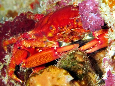 Red-Ridged Clinging Crab - Mithraculus forceps - Belize Red-Ridged Clinging Crab - Mithraculus forceps - Belize