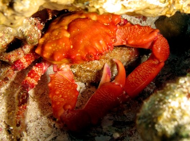 Red-Ridged Clinging Crab - Mithraculus forceps - Cozumel, Mexico Red-Ridged Clinging Crab - Mithraculus forceps - Cozumel, Mexico