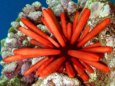 Red Slate Pencil Urchin - Heterocentrotus mammillatus - Lanai, Hawaii Red Slate Pencil Urchin - Heterocentrotus mammillatus - Lanai, Hawaii