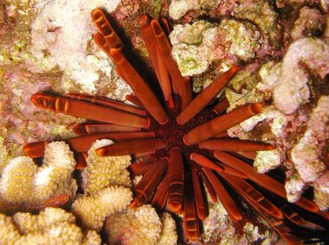 Red Slate Pencil Urchin - Heterocentrotus mammillatus - Maui, Hawaii Red Slate Pencil Urchin - Heterocentrotus mammillatus - Maui, Hawaii