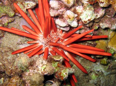 Red Slate Pencil Urchin - Heterocentrotus mammillatus - Maui, Hawaii Red Slate Pencil Urchin - Heterocentrotus mammillatus - Maui, Hawaii