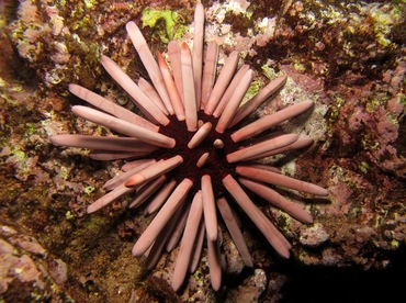 Red Slate Pencil Urchin - Heterocentrotus mammillatus - Maui, Hawaii Red Slate Pencil Urchin - Heterocentrotus mammillatus - Maui, Hawaii