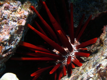 Red Slate Pencil Urchin - Heterocentrotus mammillatus - Big Island, Hawaii Red Slate Pencil Urchin - Heterocentrotus mammillatus - Big Island, Hawaii