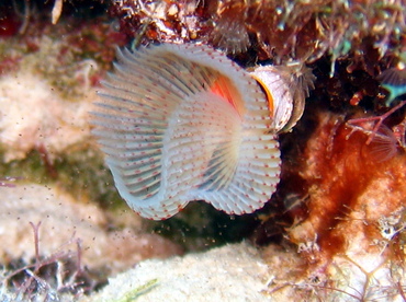 Red-Spotted Horseshoe Worm - Protula sp. - Grand Cayman Red-Spotted Horseshoe Worm - Protula sp. - Grand Cayman