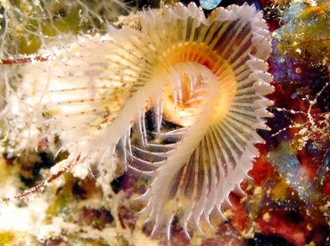 Red-Spotted Horseshoe Worm - Protula sp. - Bonaire Red-Spotted Horseshoe Worm - Protula sp. - Bonaire