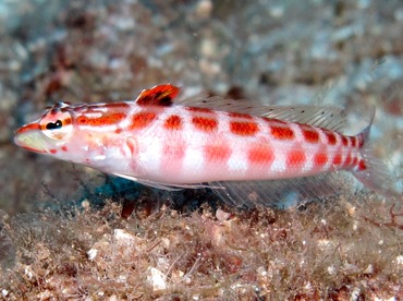 Redspotted Sandperch - Parapercis schauinslandii - Lanai, Hawaii Redspotted Sandperch - Parapercis schauinslandii - Lanai, Hawaii