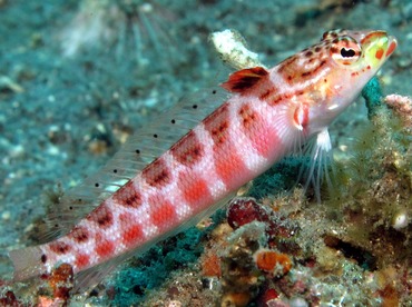Redspotted Sandperch - Parapercis schauinslandii - Dumaguete, Philippines Redspotted Sandperch - Parapercis schauinslandii - Dumaguete, Philippines