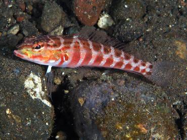 Redspotted Sandperch - Parapercis schauinslandii - Bali, Indonesia Redspotted Sandperch - Parapercis schauinslandii - Bali, Indonesia