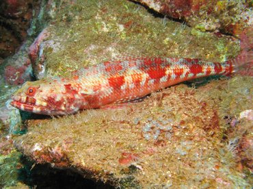 Reef Lizardfish - Synodus variegatus - Maui, Hawaii Reef Lizardfish - Synodus variegatus - Maui, Hawaii