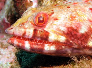 Reef Lizardfish - Synodus variegatus - Maui, Hawaii Reef Lizardfish - Synodus variegatus - Maui, Hawaii